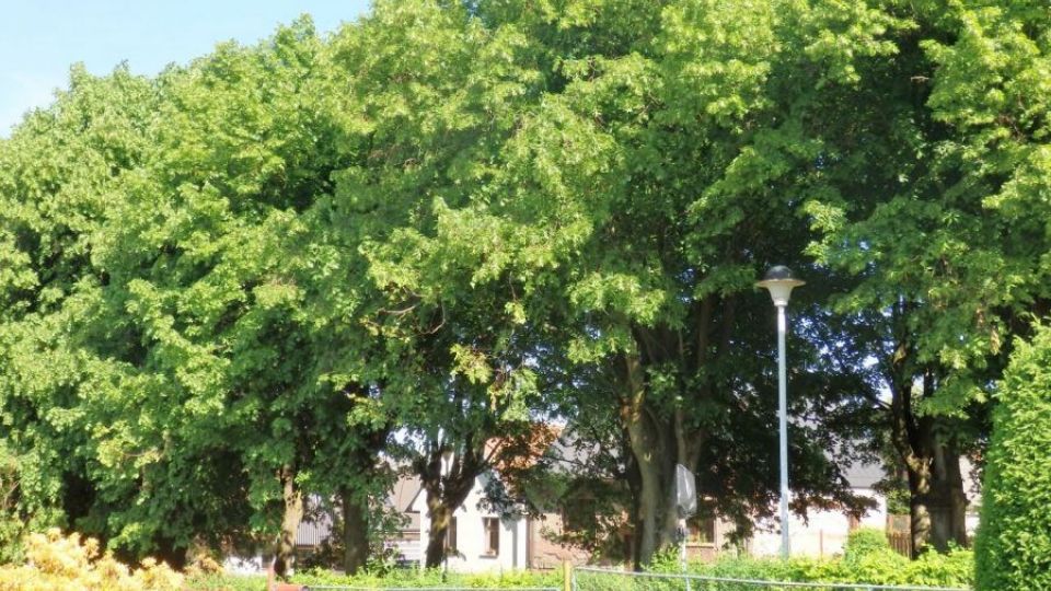 Lomnice nad Popelkou - příběh lip v Karlovském parku