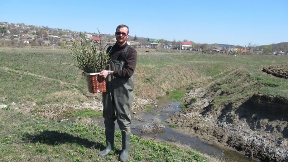 Более 400 новых ив растут вдоль реки Днестр благодаря волонтерам