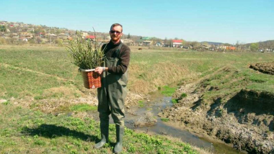 Over 400 new willows grow alongside the Dniester river thanks to volunteers