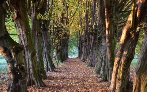 Odstartovalo hlasování v jubilejním 15. ročníku ankety Alej roku. Veřejnost nyní rozhodne o vítězce mezi 59 nominovanými