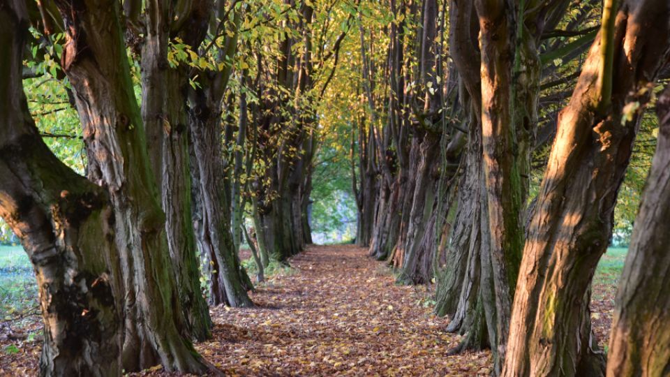 Odstartovalo hlasování v jubilejním 15. ročníku ankety Alej roku. Veřejnost nyní rozhodne o vítězce mezi 59 nominovanými