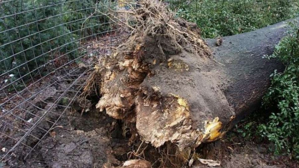 Pád stromu ve Zlíně zabil dva lidi, ale strom za to nemůže