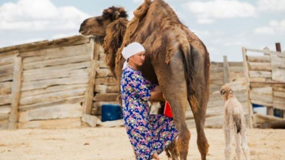 Nová studie Arniky: Velbloudí mléko ze západního Kazachstánu obsahuje nebezpečné chemikálie