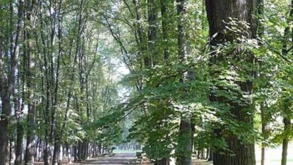 Ostrava: Radnice MOaP chce změnit přístup k zeleni