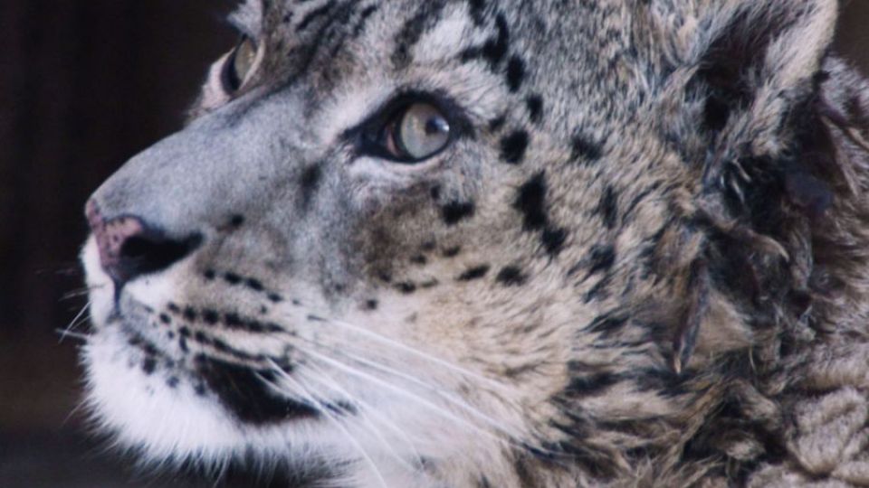 Patnáct tisíc signatářů petice může slavit: vzácný levhart sněžný je v bezpečí