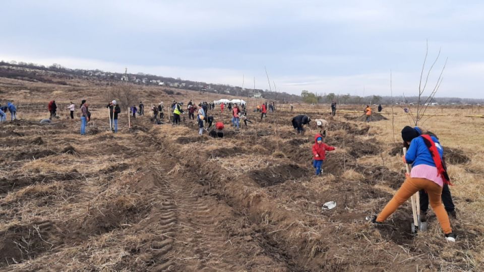 Theory and practice of tree planting in Balabanesti - schools and administrators planted over 7,000 trees