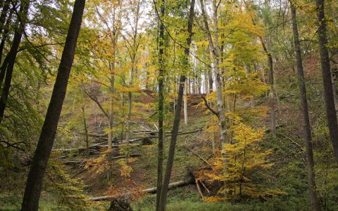 Lesnicko-dřevařská a Agrární komora zaútočily na Národní park Křivoklátsko a ochranu přírody