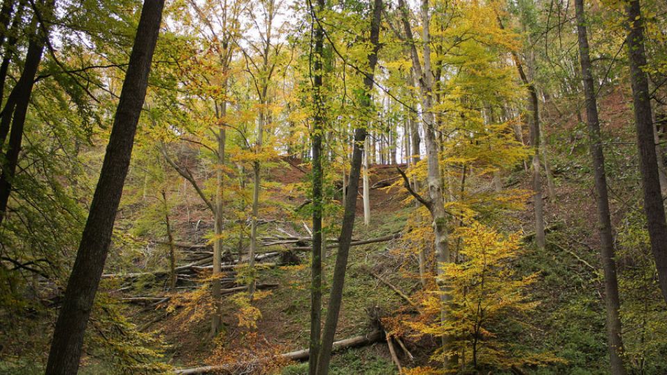 Lesnicko-dřevařská a Agrární komora zaútočily na Národní park Křivoklátsko a ochranu přírody