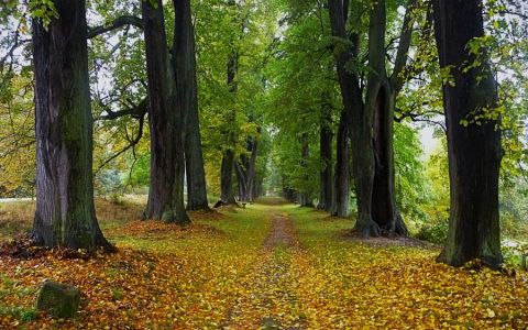 Lemberská lipová alej v Jablonném v Podještědí se stala Alejí roku 2025