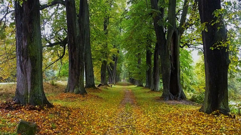 Lemberská lipová alej v Jablonném v Podještědí se stala Alejí roku 2025