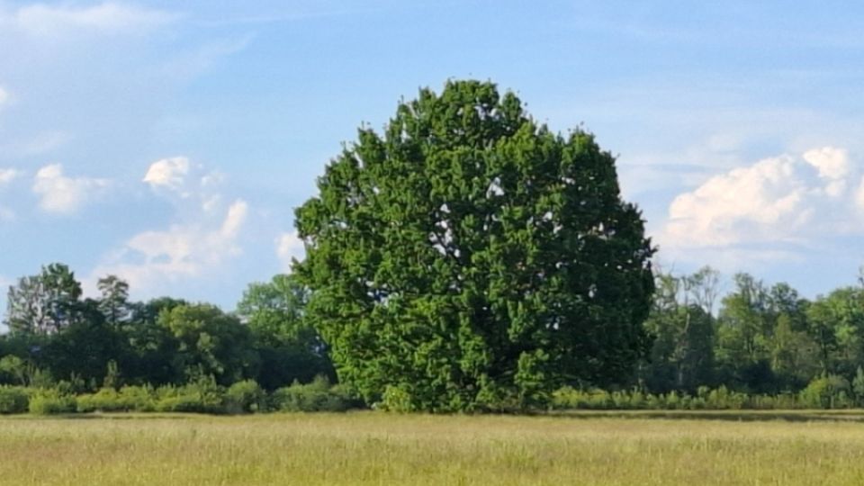 Spolek občanů bojuje za záchranu výjimečného stromu ve Starém Plese u Jaroměře