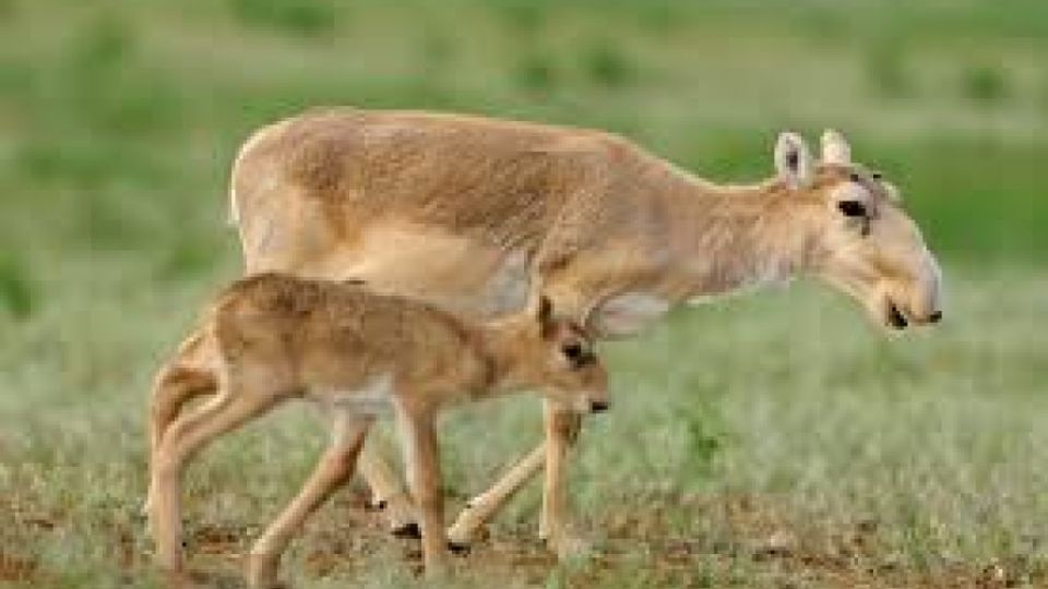 Information campaign against illegal trade of saiga horns