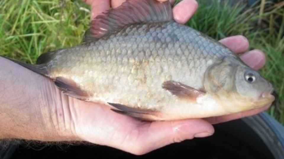 Ryby z Drnového potoka v Klatovech obsahují vysoké koncentrace dávno nepoužívaných pesticidů