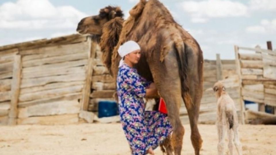 Верблюжье молоко из Мангистау содержит высокий уровень концентрации опасных химических веществ