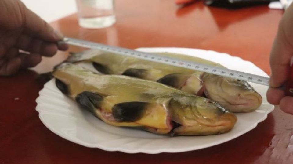 Ryby v pražských vodách jsou méně kontaminované toxickou rtutí než kupované