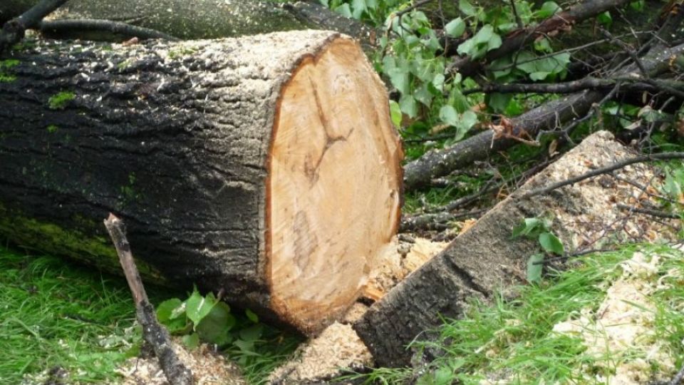  Ekologická škoda po vykácení aleje dosahuje až sta milionů - Pokuta nic neřeší, silničáři musejí vysázet nové stromy, požaduje Arnika
