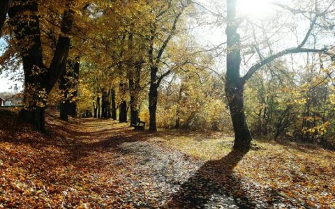 Poslední šance hlasovat v anketě Alej roku 2025. Udrží si Lemberská alej své první místo?