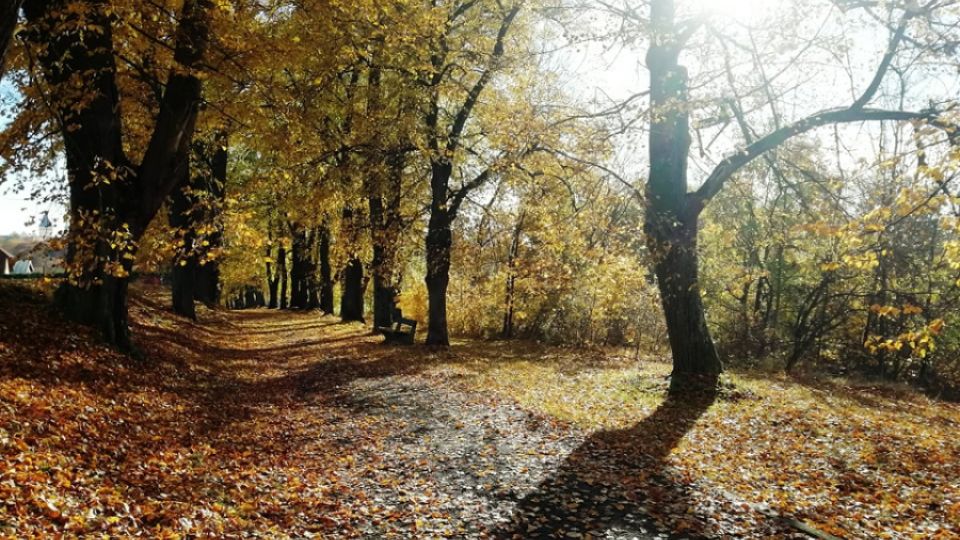 Poslední šance hlasovat v anketě Alej roku 2025. Udrží si Lemberská alej své první místo?