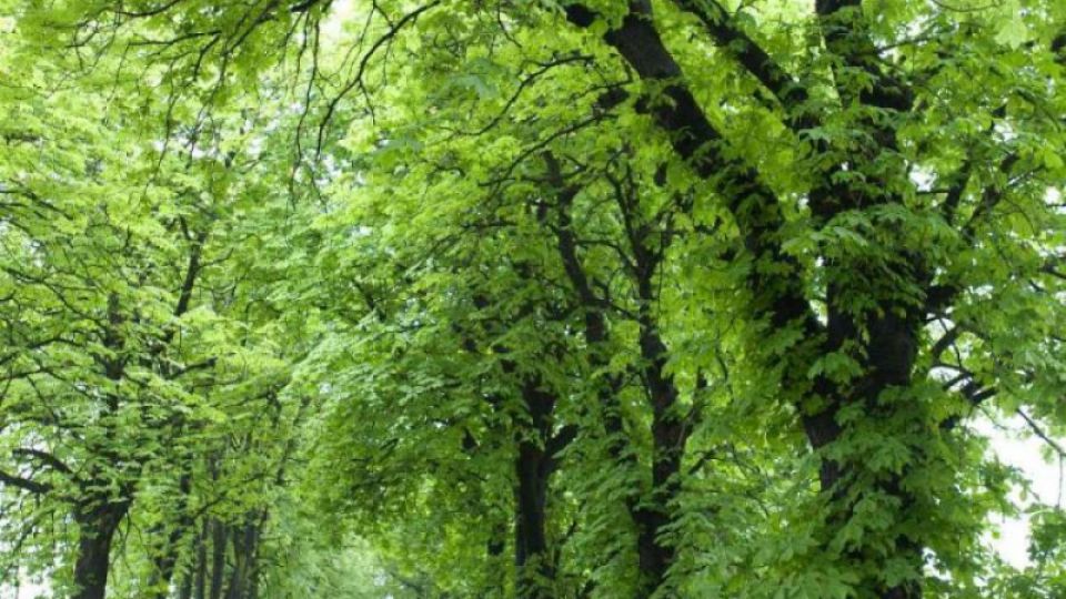 Moravian and Silesian Map of Tree-Lined Avenues: New Guide Helps Tourists, Special Database Helps Development in Regions