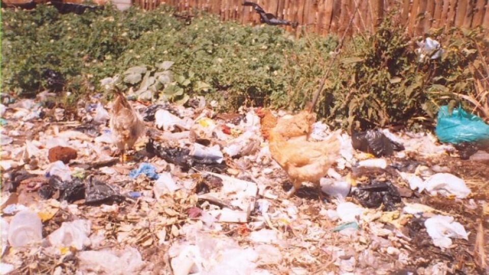 New study showed the high level of dioxins in chicken eggs from Dandora