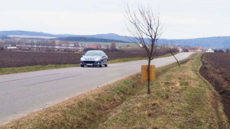 Kolem silnic na Zlínsku zmizelo letos dalších 767 stromů, otevřený dopis volá po ochraně stromořadí