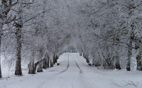 Odkrýváme počet hlasů u alejí v anketě Alej roku 2022. Jak si která alej vede?