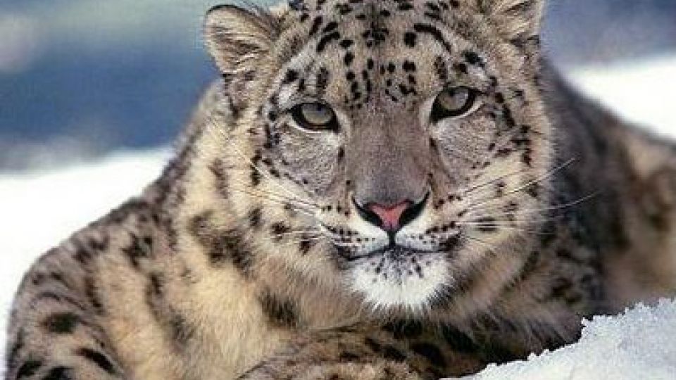 The Czechs are starting a new project to save the snow leopard - one of the most endangered animal species