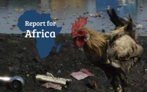 Persistent Organic Pollutants (POPs) in Eggs: Report for Africa