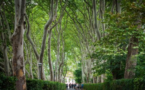 Poslední šance pro vaši alej: Nominace do ankety Alej roku 2025 končí za týden