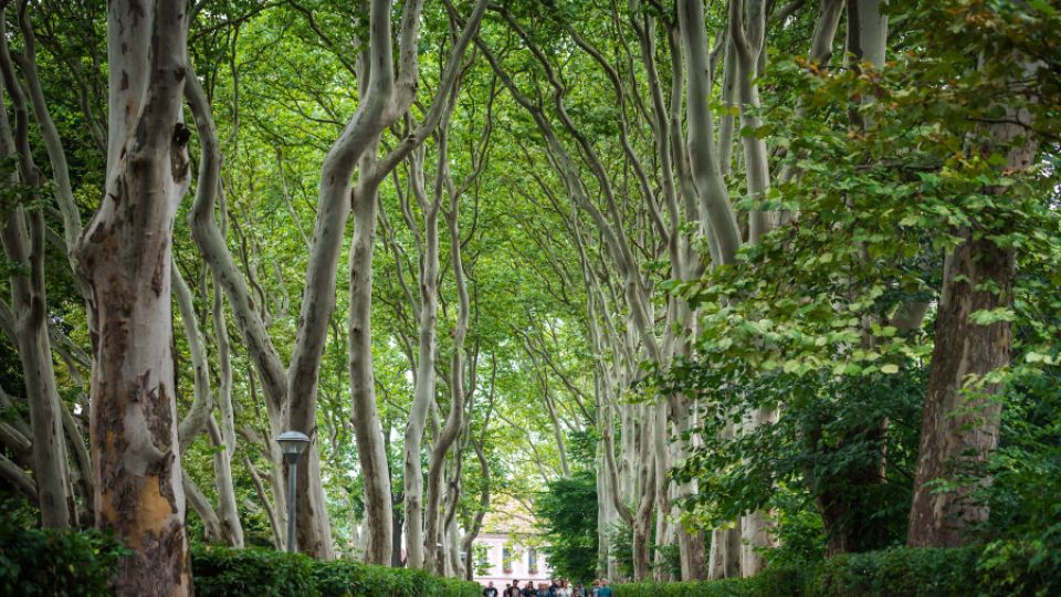 Poslední šance pro vaši alej: Nominace do ankety Alej roku 2025 končí za týden