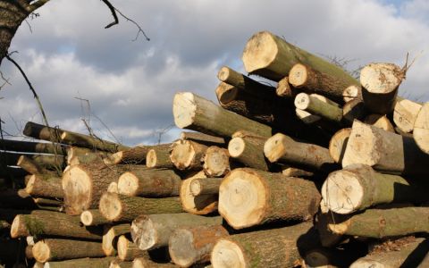 Kácení u silnic opět roste. Za tři pokácené stromy se vysadí jen dva nové, ukazuje statistika Arniky