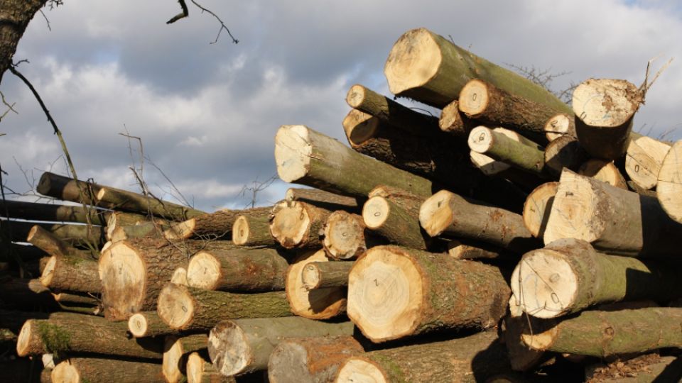 Kácení u silnic opět roste. Za tři pokácené stromy se vysadí jen dva nové, ukazuje statistika Arniky