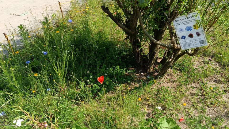 Výsev květnaté louky v Žižkovské komunitní zahrádce