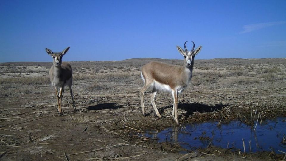 Kamery zachytily záběry ohrožených gazel
