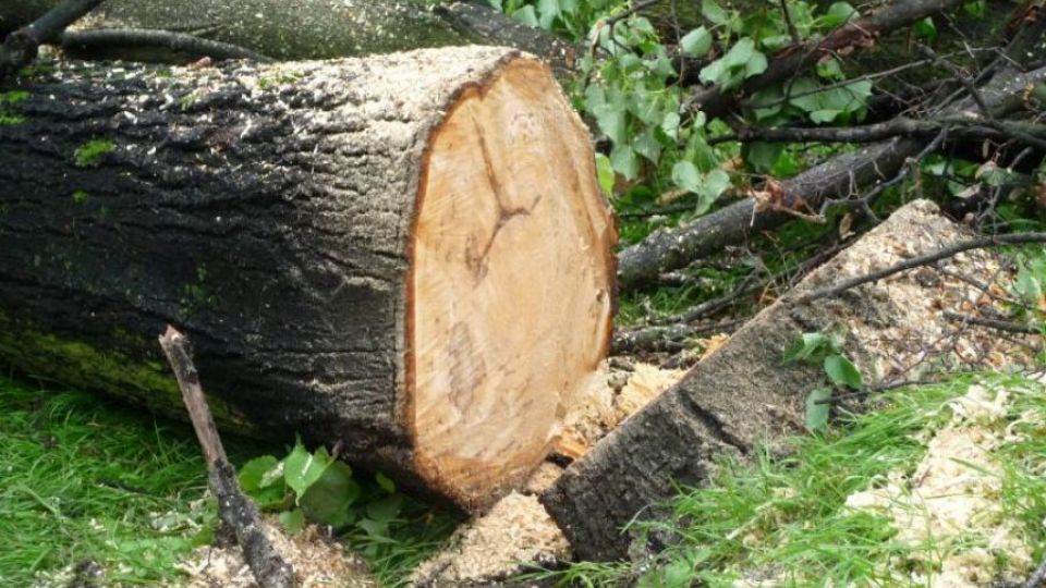 V Pelhřimově plánují necitlivé kácení stromů i s hnízdy