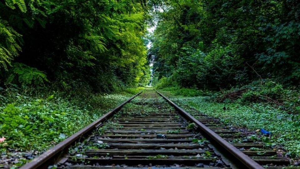 Železničáři musí zastavit plošné kácení podél tratí, vyzývá Ministerstvo životního prostředí