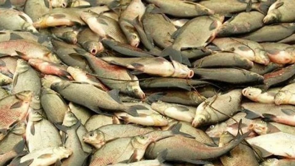 Draslovka se dohodla s rybáři na odškodnění