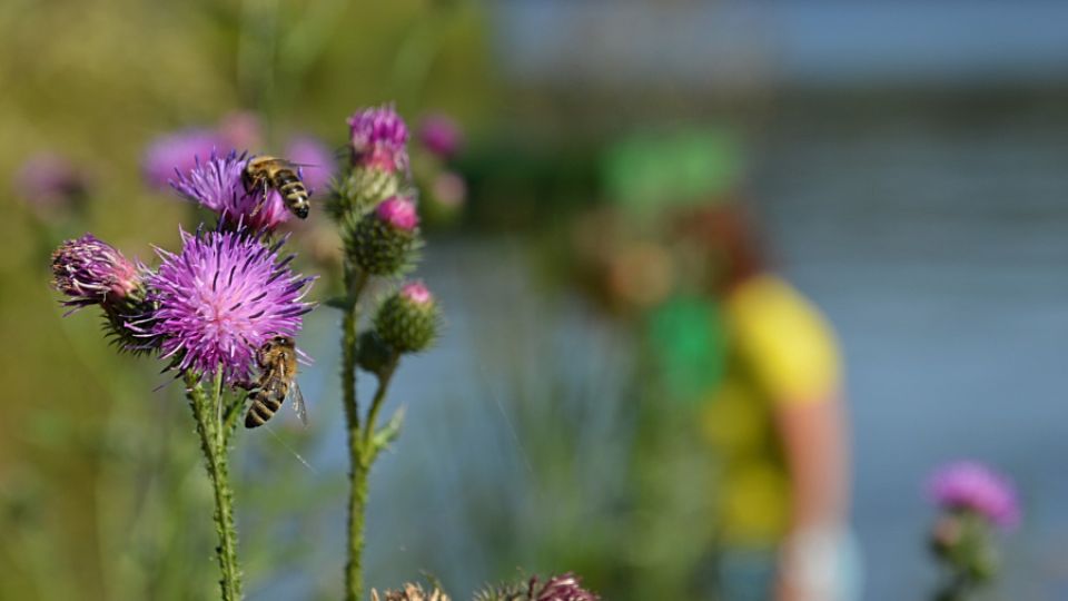 Evropské korporace vyvážejí do chudších zemí tuny zakázaných pesticidů, které zabíjejí včely