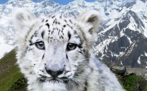 International committee of legal experts will discuss the possibilities of saving snow leopards