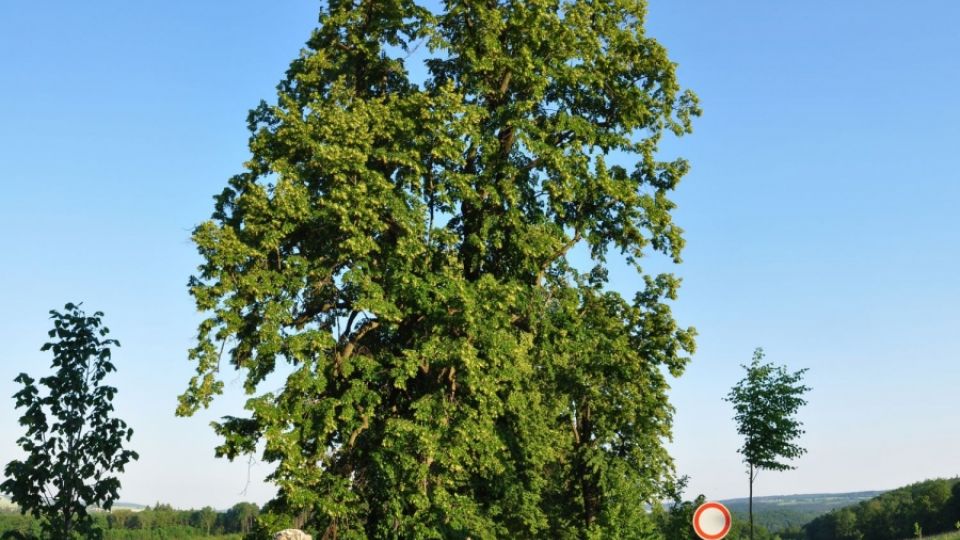 Hlasování o Evropský strom roku vrcholí, o titul bojuje i strom z Aleje roku 2011