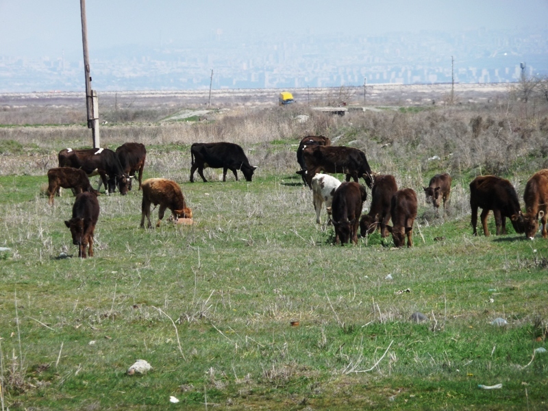Cattle which does not suspect anything.jpg