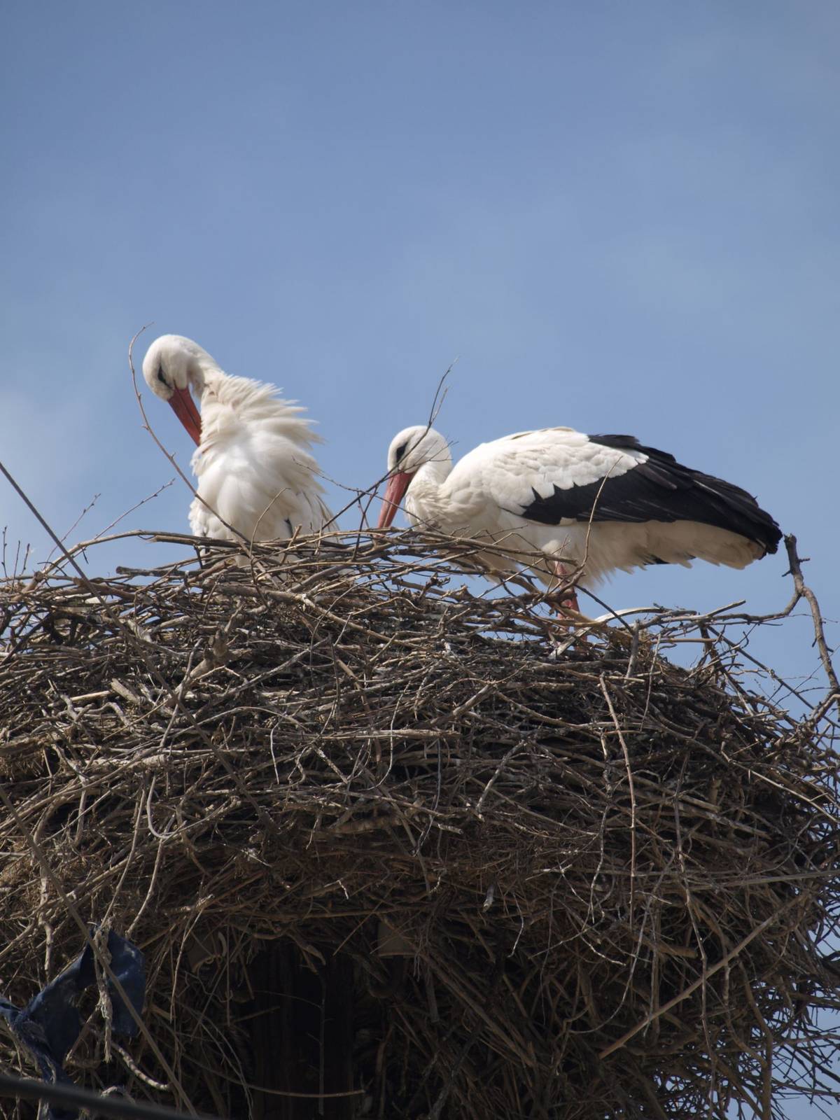 Storks in the nest.jpg