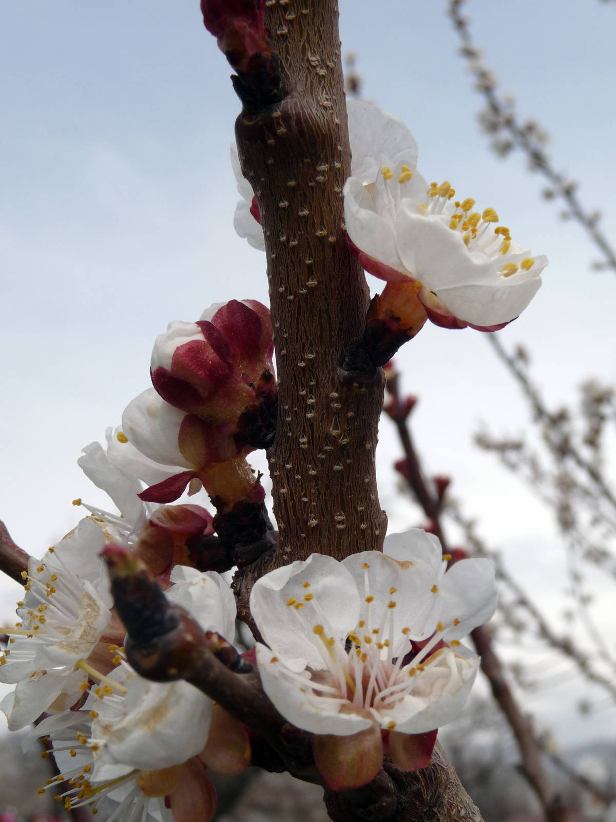 Spring flowers of fruit trees.jpg