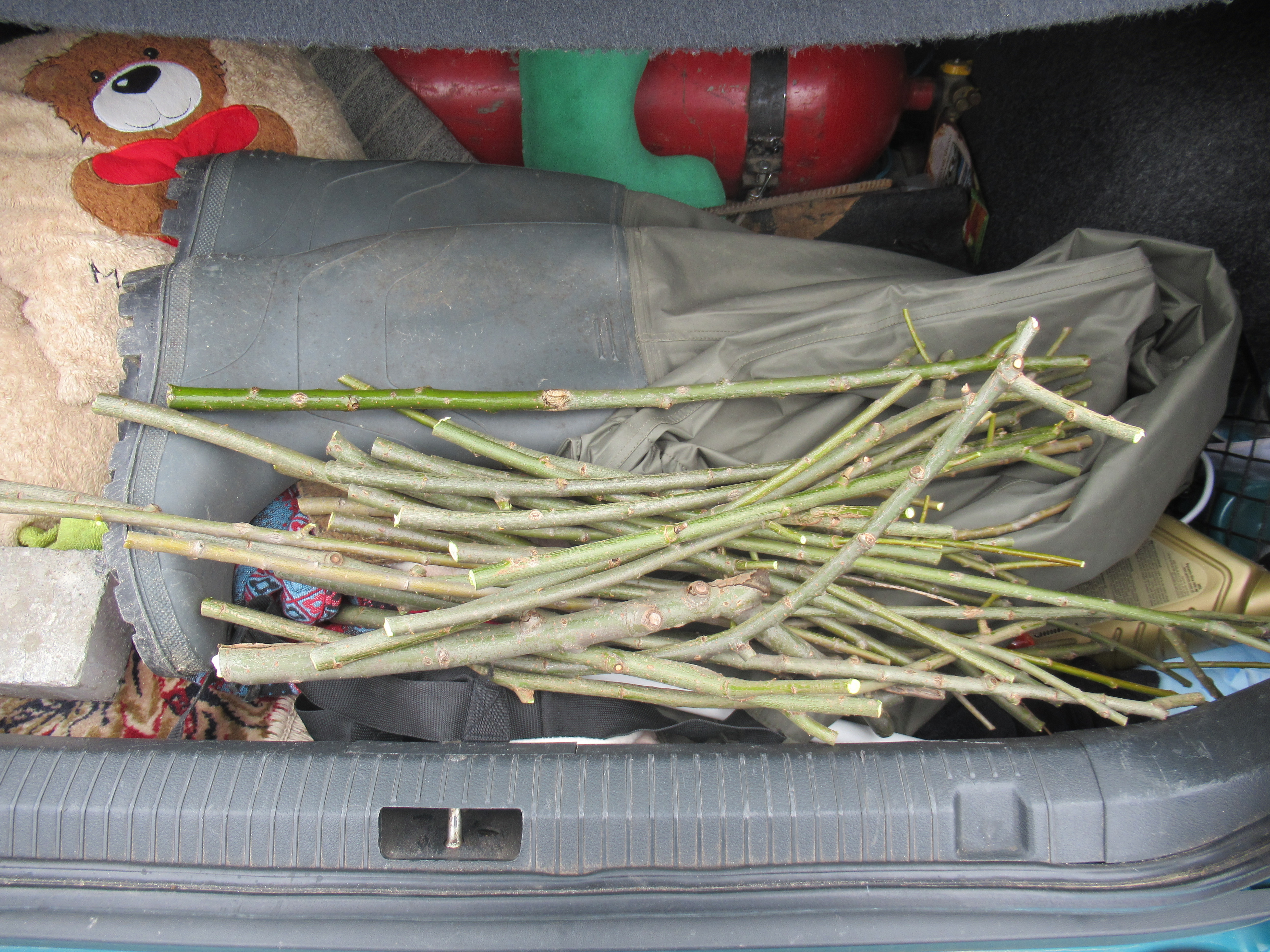 Baltata willows prepared for planting March 2020.JPG