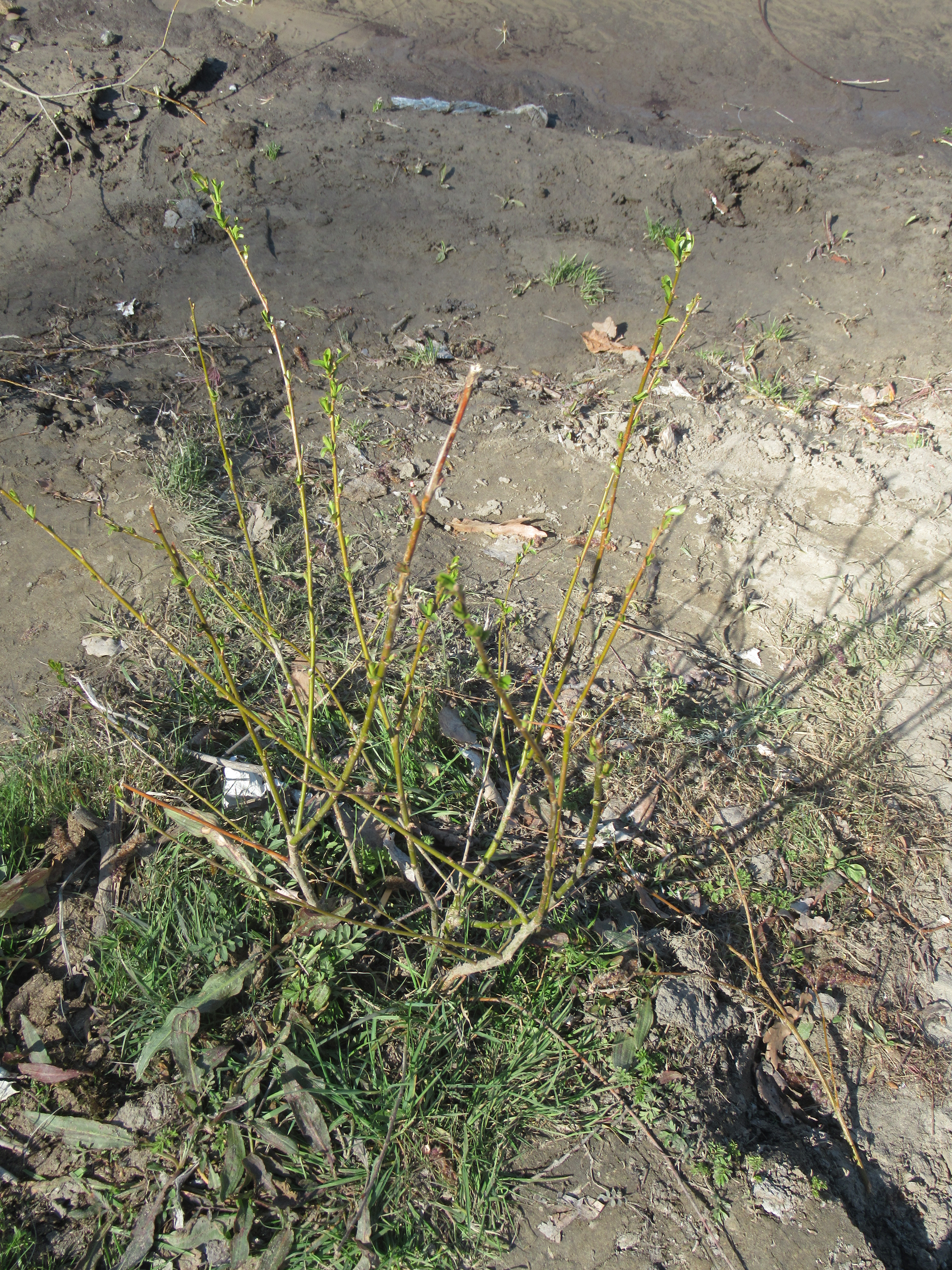 Willow planted in Spring 2019.JPG