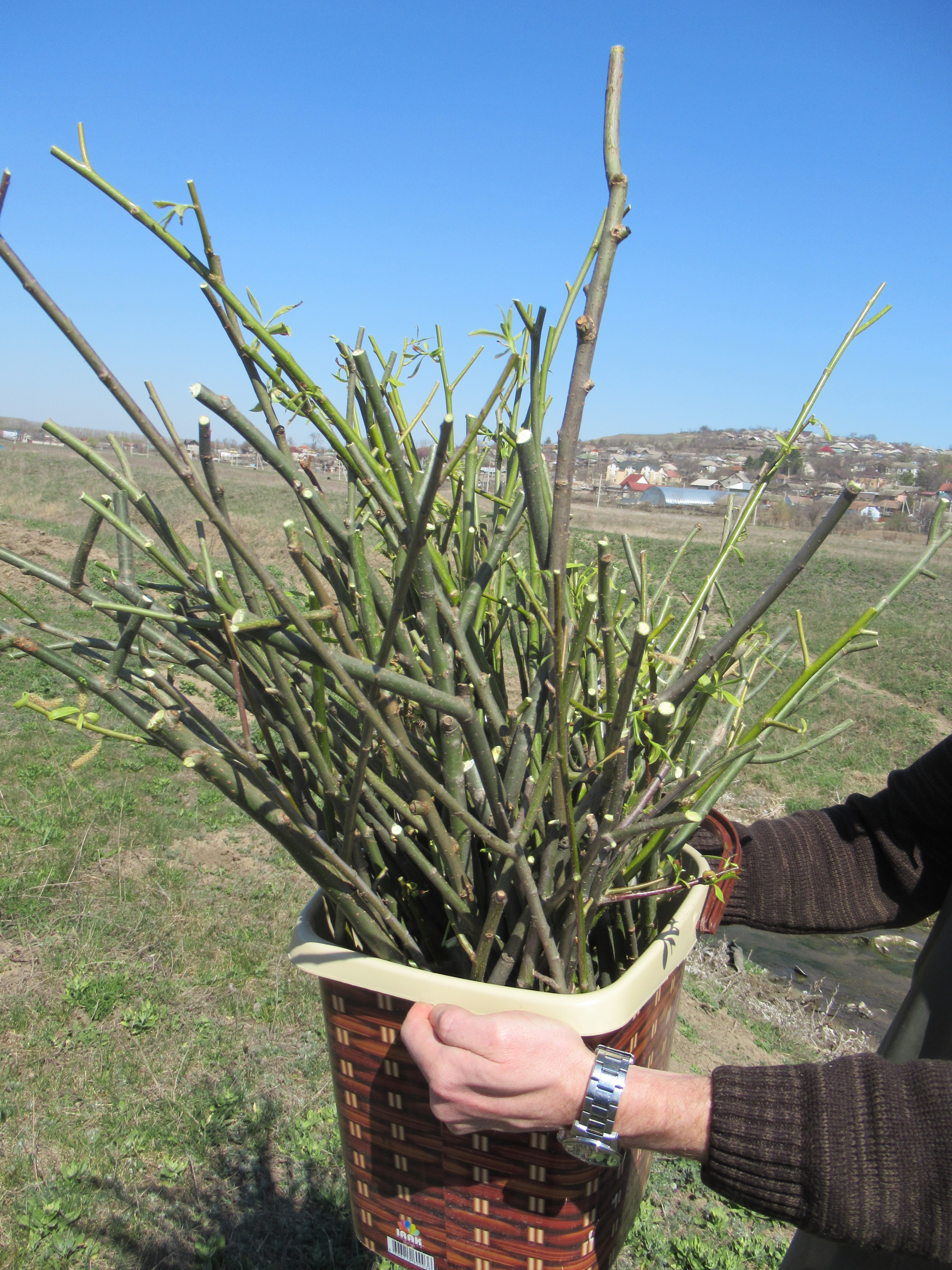 Willow seedlings prepared for planting Apr 2020 Baltata 1.JPG