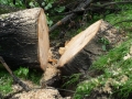 Watch out, alley!  Over 100 thousand trees have disappeared from the Czech countryside