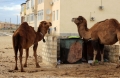 Camels grazing on the waste container, Mangystau - Kazakhstan