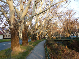 Legislativa pro ochranu vzrostl&yacute;ch stromů se mus&iacute; změnit. Arnika si vyměňuje zku&scaron;enosti a n&aacute;pady i s polsk&yacute;mi ekology