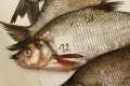Czech bream wins – at least in the concentration of mercury in blood. And it lives in the Elbe under Spolana